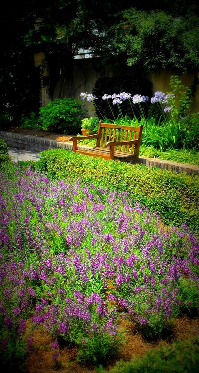 savannah georgia lavender flowers and bench