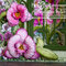 Botanic Orchid Window {Heartfelt Creations}