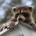 Raccoon Babies :o)
