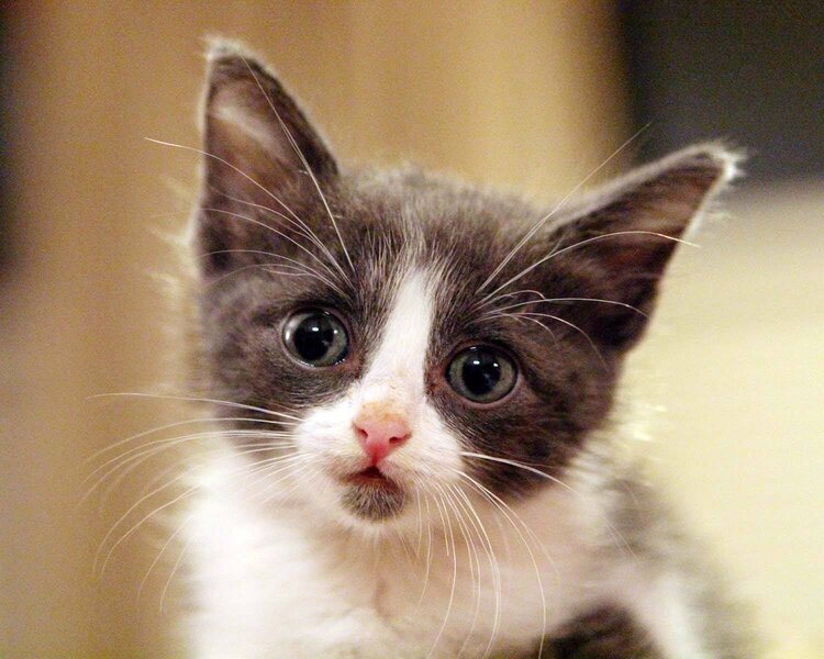 Foster Kitten
