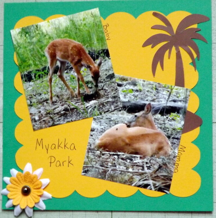 Deer at Myakka Park