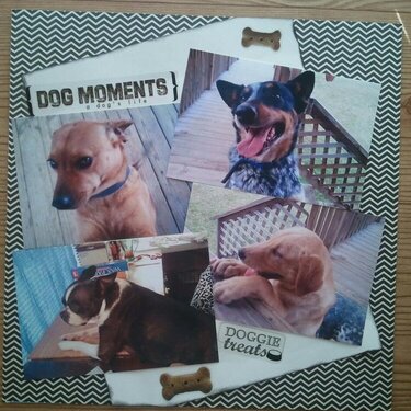 Dog Moments