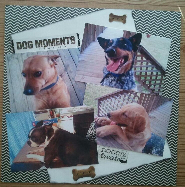 Dog Moments