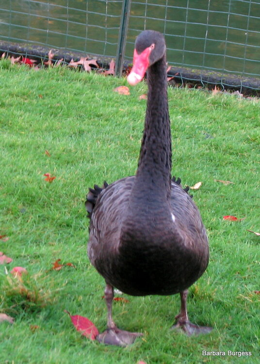 Sqeeckers the Baby Black Swan