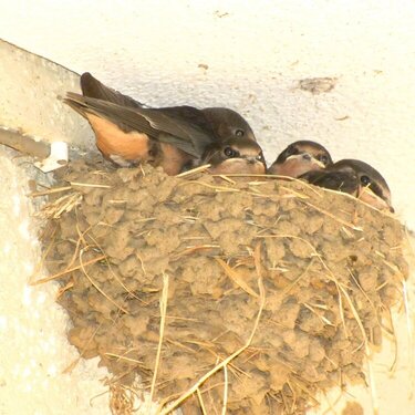 How Many Birds Can this Nest Handle?