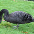 Sqeeckers Our Black Swan Baby