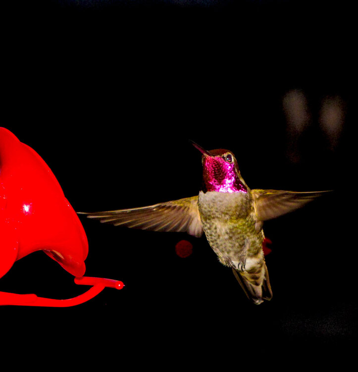 Male Anna&#039;s Hummingbird on Final Approach