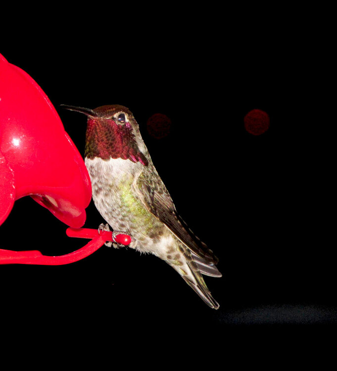 Another Pose from the Male Anna&#039;s Hummingbird