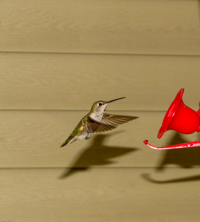 Female Anna&#039;s Hummingbird