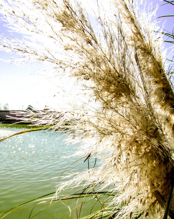 Duck Pond through Pampas Grass