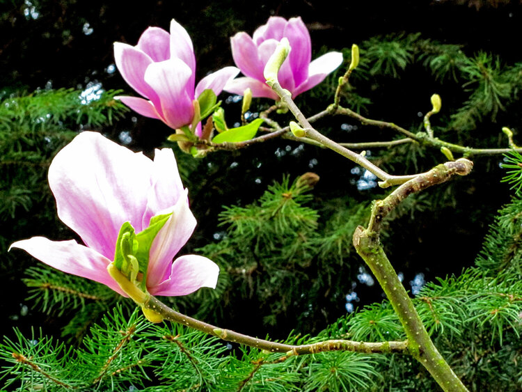 Magnolia Blossoms