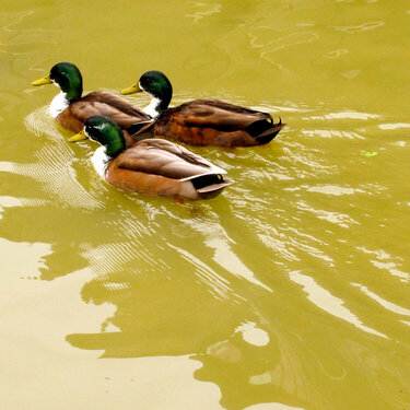 Three Little Ducks All in a Row