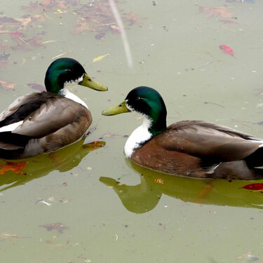 Springtime on the Pond