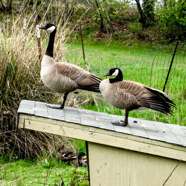 Invasion of Canadian Geese