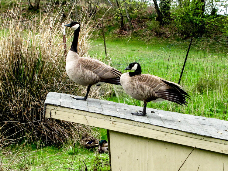 Invasion of Canadian Geese