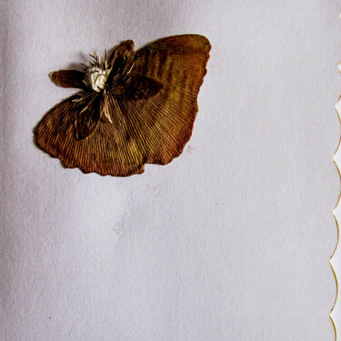 Ginkgo Butterfly