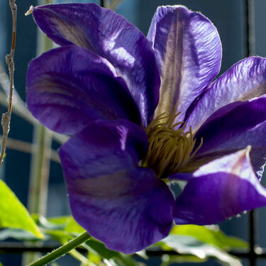 Clematis