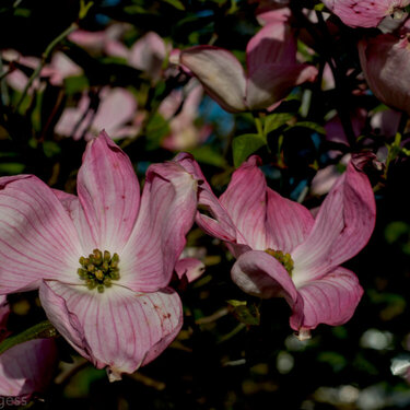 Pink Dogwood