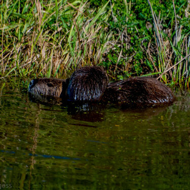 Mother Nutria with her Baby Crawling Across Her Back