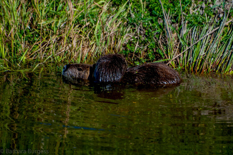 Mother Nutria with her Baby Crawling Across Her Back