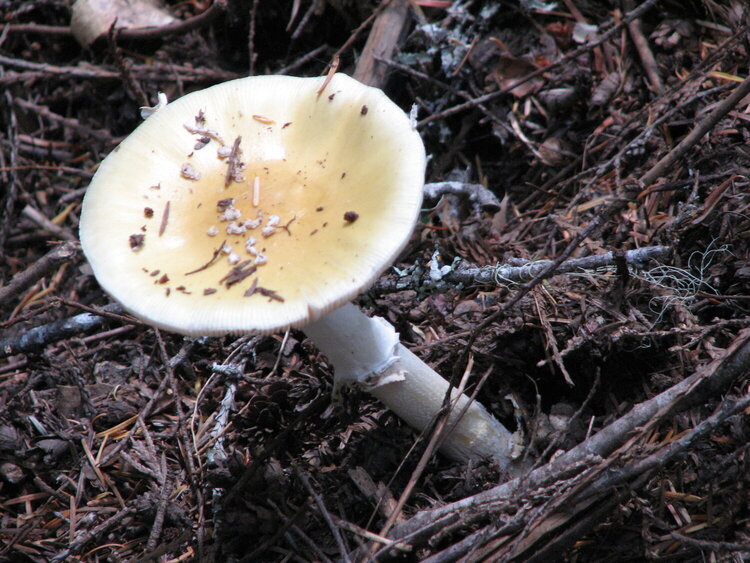 Strange Mushroom at Mt. Rainier