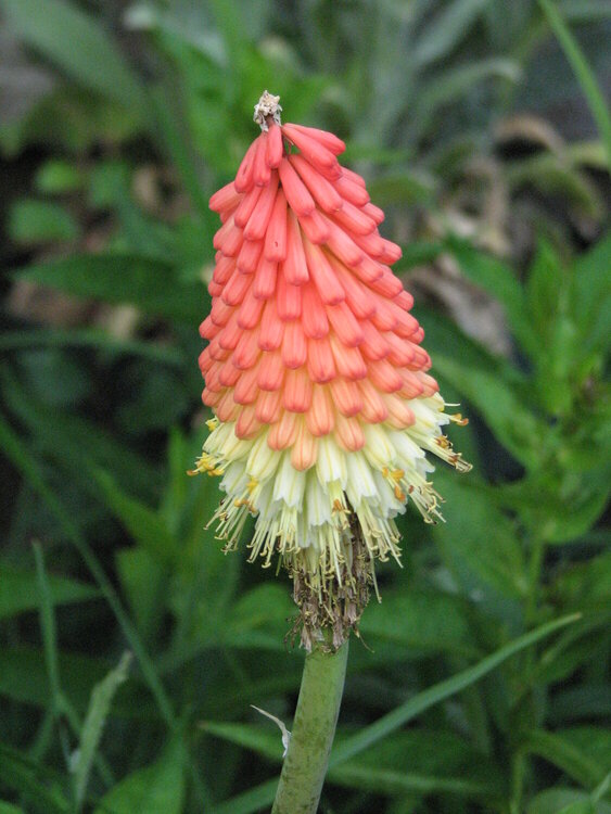 Poker Plant Blooming