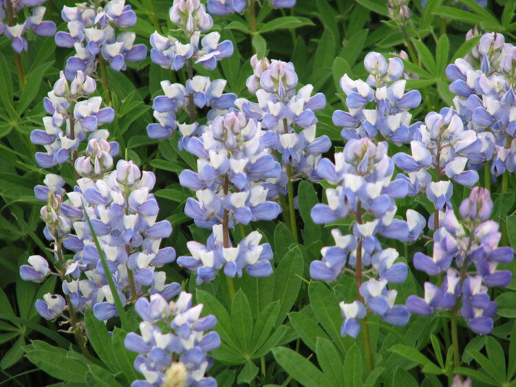 Lupine - Mt. Rainier, WA