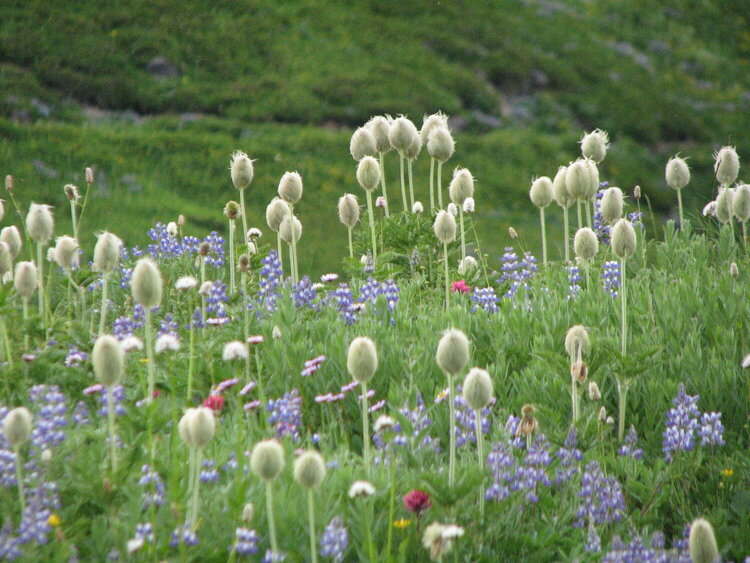 Pasque Flowers, Indian  Paintbrush and Lupine - Mt. Rainier, WA