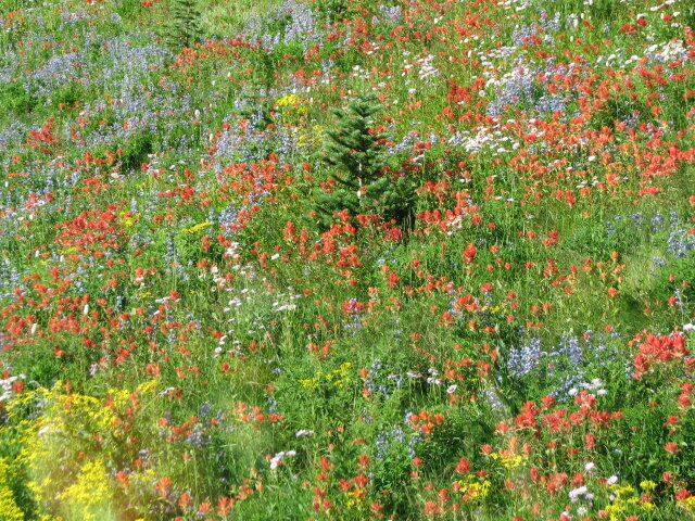 Wildflowers on Mt. Rainier, WA