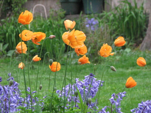 Iceland Poppies