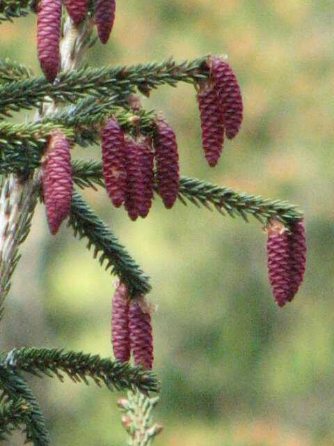 Pink Pine Cones