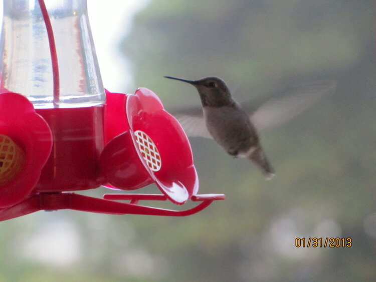 Hummingbird Coming in For a Landing