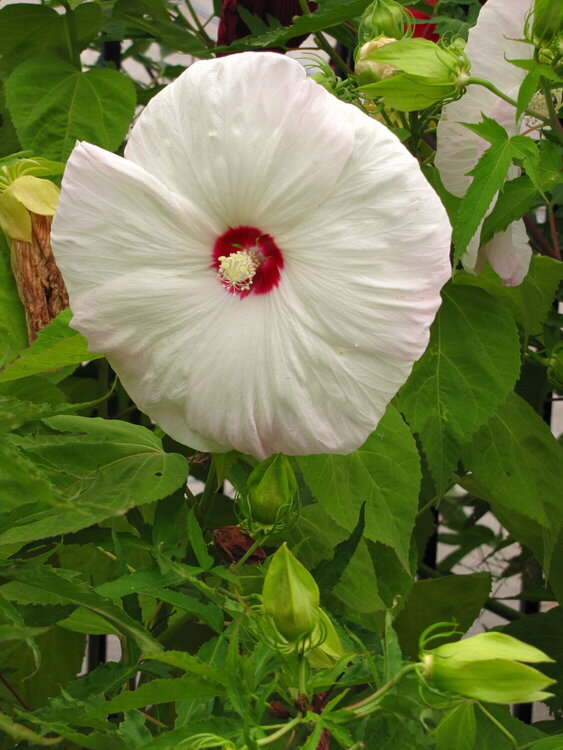 Dinner Plate Size Hibiscus