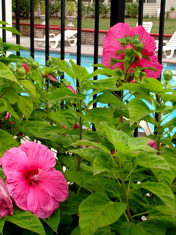 Hibiscus Bushes