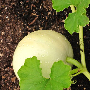 My First White Pumpkin