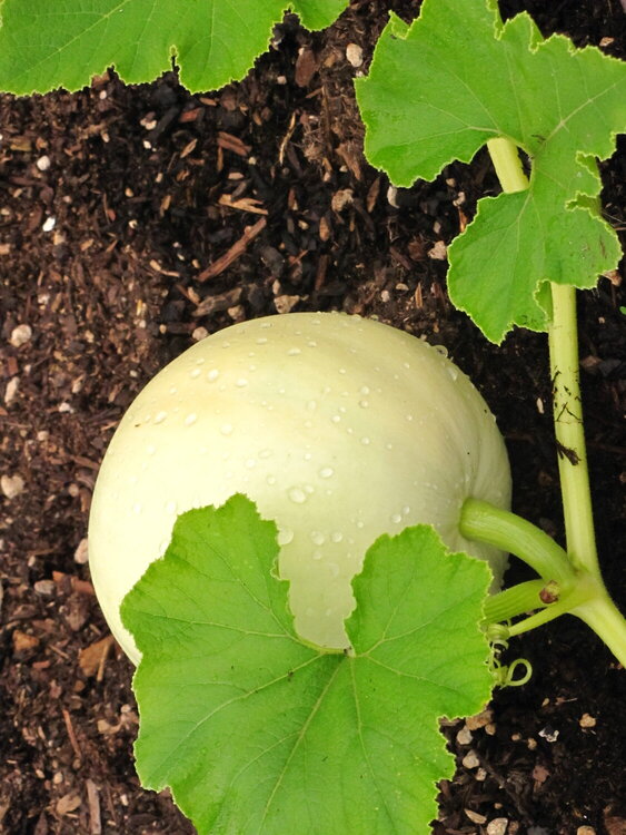 My First White Pumpkin