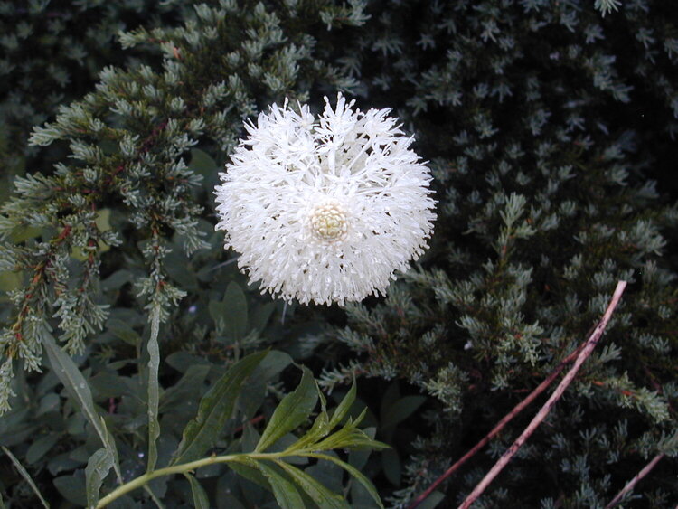 Beargrass - Mt. Rainier