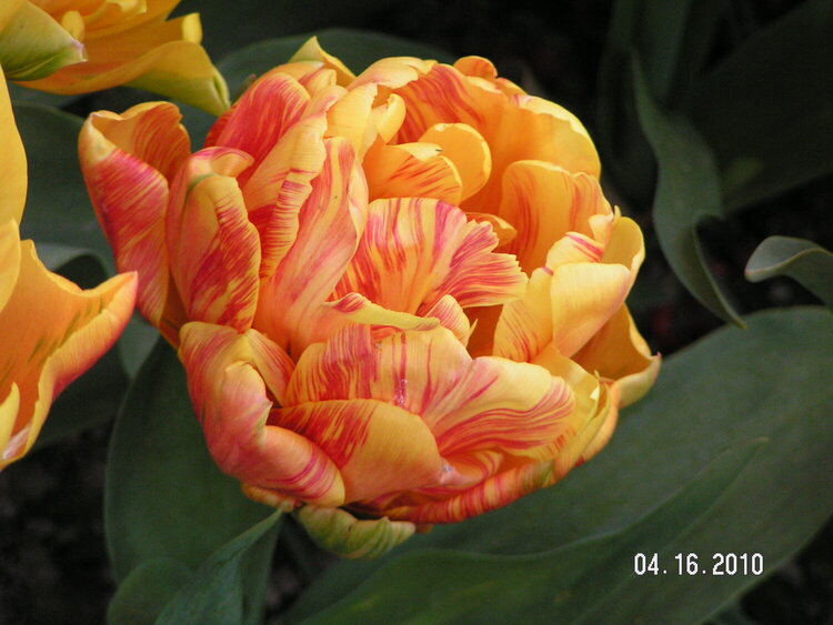 Multi Petal Tulip