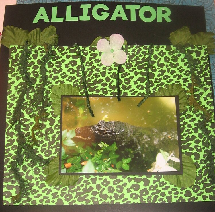 Alligator