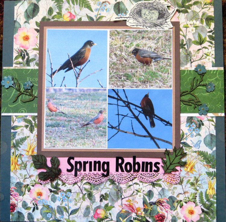 Spring Robins
