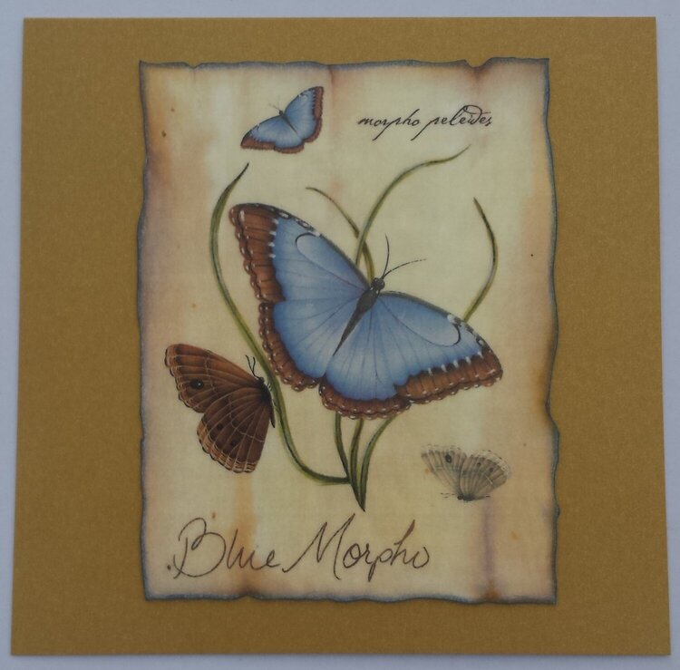 Card with butterflies