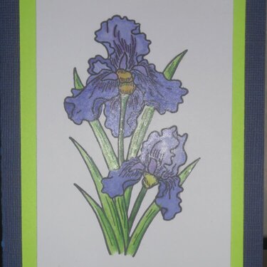Iris done with Copic Markers