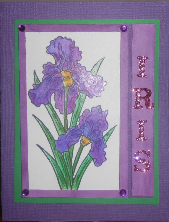 Iris done in Prisma colored pencil