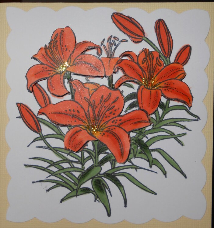 Orange Day Lily