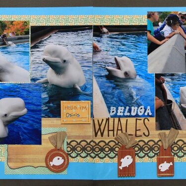 Beluga Whales