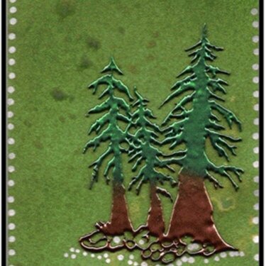 Spruce Tree Trio