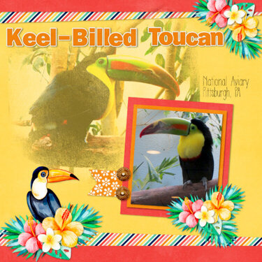 Keel-Billed Toucan