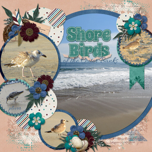 Shore Birds of the Outer Banks