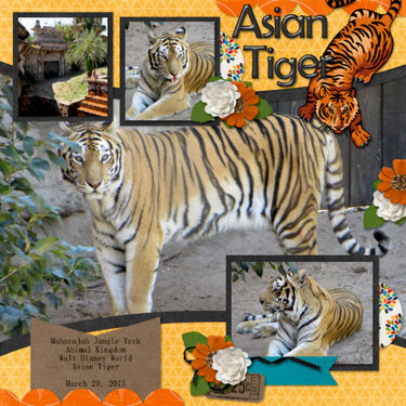 Asian Tiger
