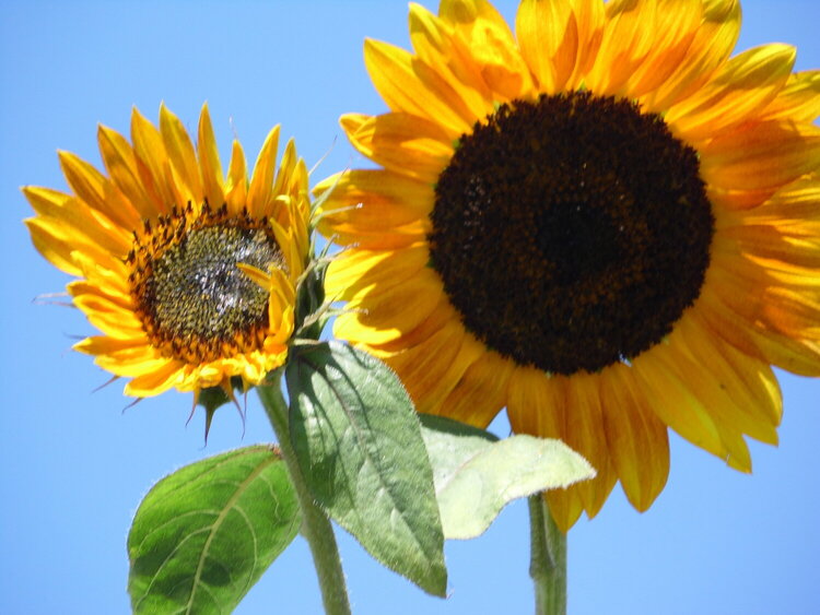 Sunflowers Shinning in the Sun